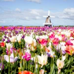 Destino Aupair en Holanda